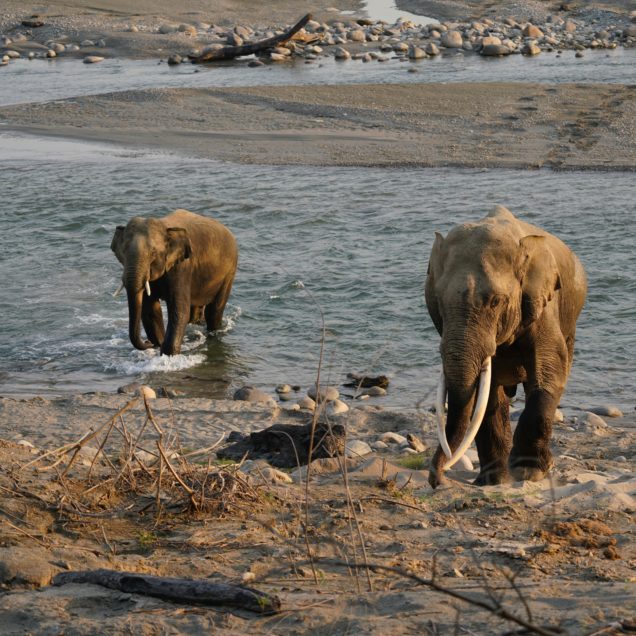 Jim Corbett National Park – Traverse The Wildlife